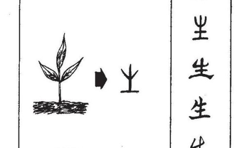 节节草功效与作用及禁忌-节节草功效与作用-专业节节草功效与作用平台-节节草主治什么病